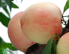 雪桃什么时候成熟?丽江雪桃什么时候成熟? 雪桃什么时候成熟?丽江雪桃什么时候成熟?