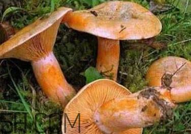 枞树菌有点霉了能吃吗?枞树菌能和皮蛋一起吃吗 枞树菌有点霉了能吃吗?枞树菌能和皮蛋一起吃吗