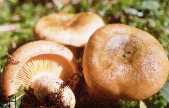 枞树菌有点霉了能吃吗?枞树菌能和皮蛋一起吃吗 枞树菌有点霉了能吃吗?枞树菌能和皮蛋一起吃吗