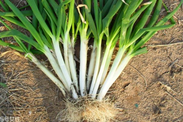 大葱能多吃吗 适量最好