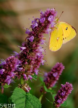 藿香能驱蚊吗？藿香的作用