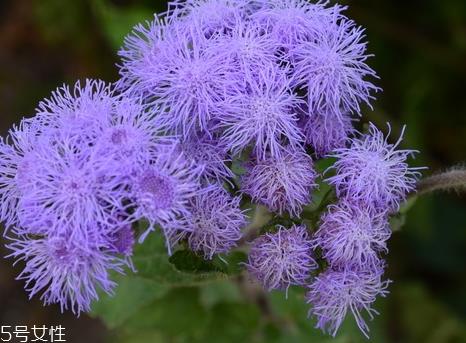 藿香能驱蚊吗？藿香的作用