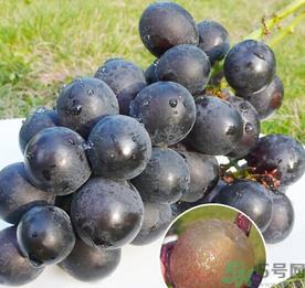 巨峰葡萄怎么保存？巨峰葡萄可以放多久？