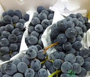 巨峰葡萄怎么保存？巨峰葡萄可以放多久？