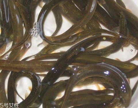 泥鳅放冰箱会死吗 这样放不会死