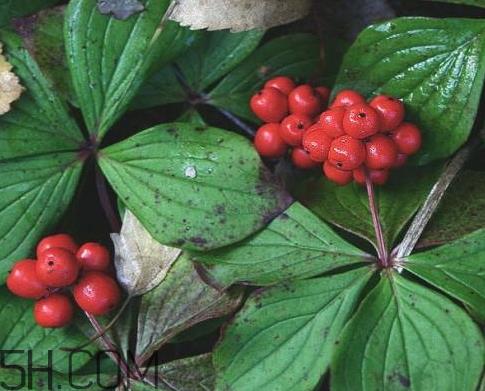 山茱萸可以泡水喝吗 山茱萸怎么去核 山茱萸可以泡水喝吗 山茱萸怎么去核