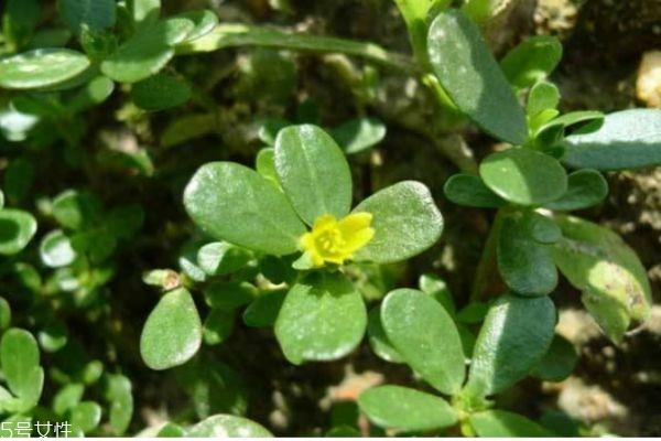 什么是马齿笕呢 马齿笕有什么用呢 什么是马齿笕呢 马齿笕有什么用呢