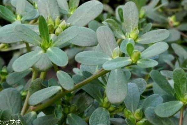 什么是马齿笕呢 马齿笕有什么用呢 什么是马齿笕呢 马齿笕有什么用呢