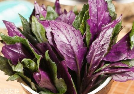 观音菜不能和什么同食 观音菜和什么相克