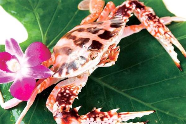 花蟹是什么蟹 花蟹是河蟹还是海蟹