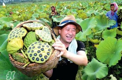 ​莲蓬不能和什么同吃？莲蓬和什么相克？