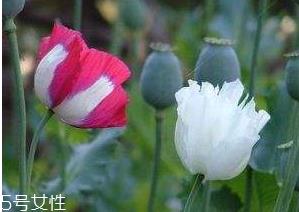 罂粟的相关法律必须要牢记