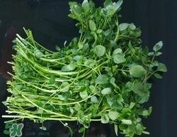 豆瓣菜是什么菜?吃豆瓣菜有什么好处