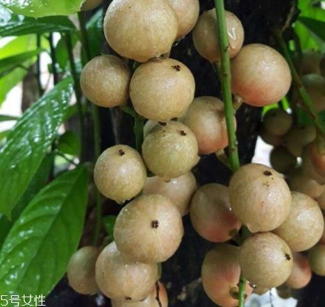 木奶果怎么吃？皮可以吃吗