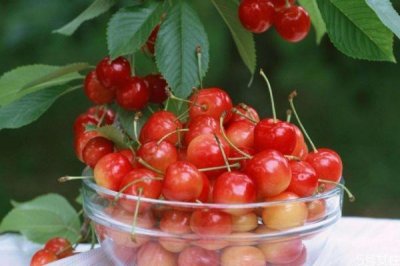 ​樱桃酒的酿制方法 樱桃酒治冻疮吗