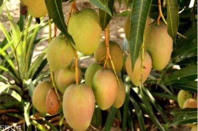 芒果有什么营养价值呢 芒果不能和什么一起吃呢