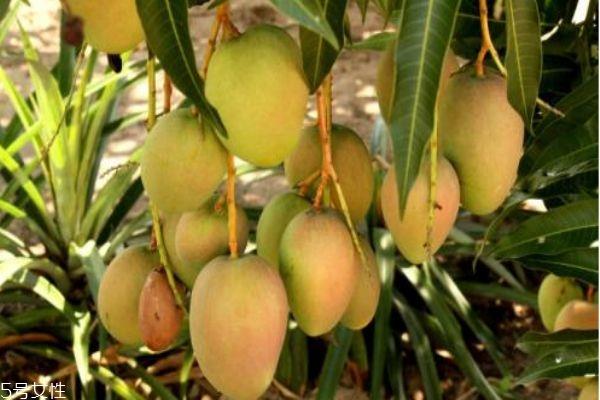 芒果有什么营养价值呢 芒果不能和什么一起吃呢 芒果有什么营养价值呢 芒果不能和什么一起吃呢