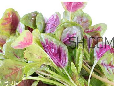 上火能吃咸苋菜吗?宝宝能吃苋菜吗? 上火能吃咸苋菜吗?宝宝能吃苋菜吗?