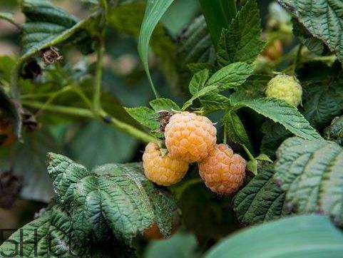 树莓什么时候种植 树莓种植时间 树莓什么时候种植 树莓种植时间