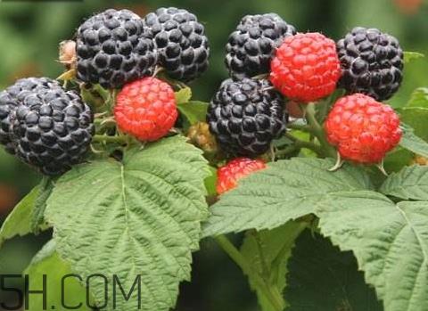 树莓什么时候种植 树莓种植时间 树莓什么时候种植 树莓种植时间