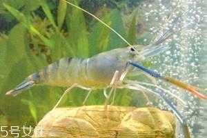 罗氏虾是海虾还是河虾 罗氏虾是海虾还是河虾