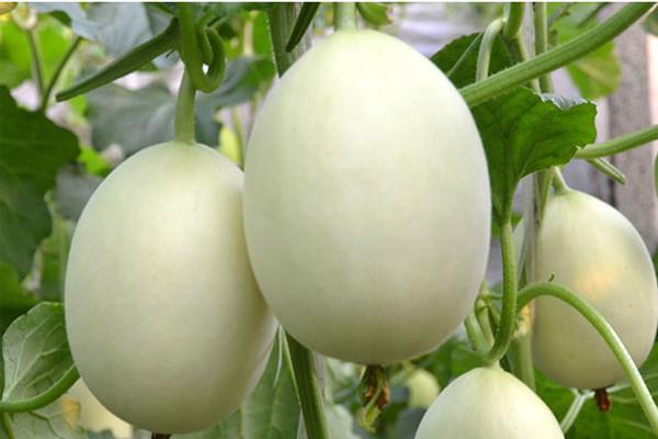 香瓜不能和什么同食 香瓜不适合什么人吃