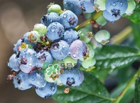 蓝莓上的白霜是什么_蓝莓上的白霜怎么洗掉