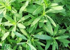 面条菜是什么菜?面条菜是什么样子?