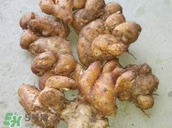 沙姜是什么姜?沙姜和生姜的区别