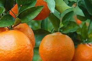 椪柑上火吗?椪柑上火还是下火 椪柑上火吗?椪柑上火还是下火