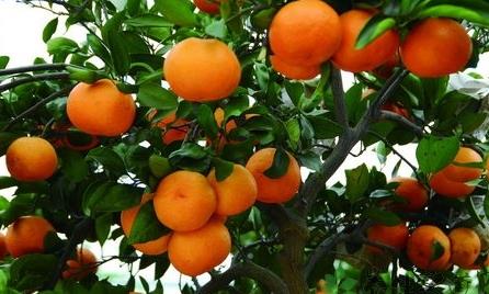 椪柑上火吗?椪柑上火还是下火 椪柑上火吗?椪柑上火还是下火