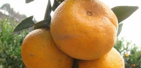 椪柑上火吗?椪柑上火还是下火 椪柑上火吗?椪柑上火还是下火