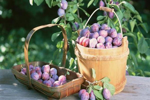 女生吃西梅有什么好处 西梅怎么吃减肥 女生吃西梅有什么好处 西梅怎么吃减肥