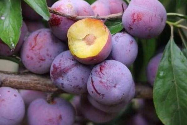 女生吃西梅有什么好处 西梅怎么吃减肥 女生吃西梅有什么好处 西梅怎么吃减肥