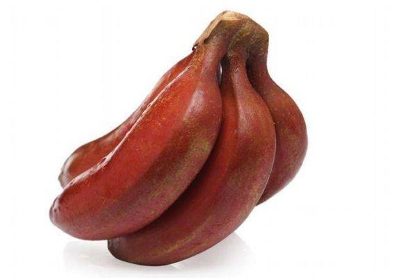 孕妇可以吃红香蕉吗 红香蕉多少钱一斤呢 孕妇可以吃红香蕉吗 红香蕉多少钱一斤呢