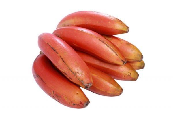 孕妇可以吃红香蕉吗 红香蕉多少钱一斤呢 孕妇可以吃红香蕉吗 红香蕉多少钱一斤呢