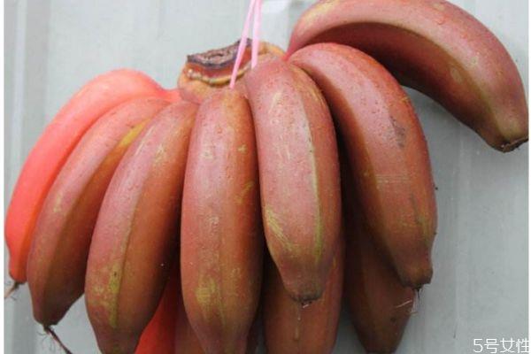 孕妇可以吃红香蕉吗 红香蕉多少钱一斤呢 孕妇可以吃红香蕉吗 红香蕉多少钱一斤呢