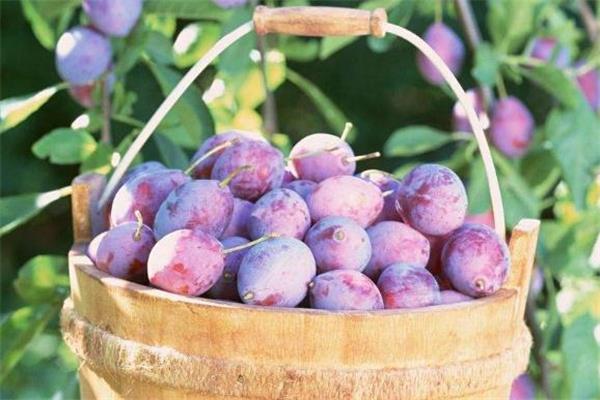 西梅和牛油果能一起吃吗 让口感更好