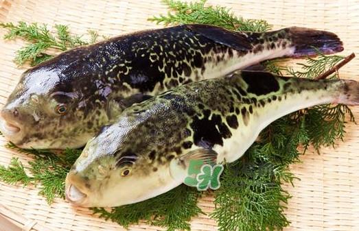 河豚究竟有多好吃？河豚最毒的部位是哪里