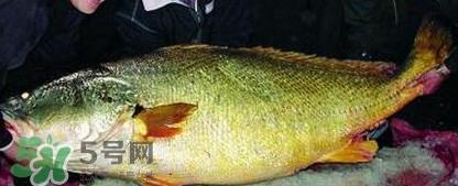 黄唇鱼为什么那么有价值？黄唇鱼的价值