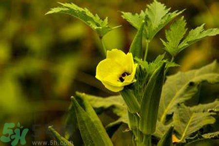 秋葵花的功效和作用 秋葵花的营养价值和禁忌