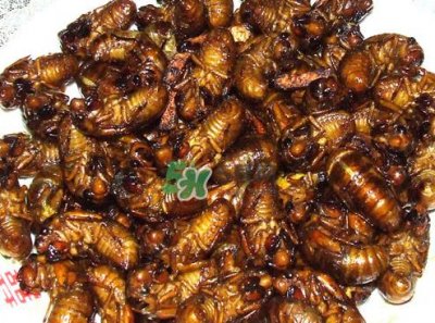 ​知了猴可以带上飞机吗？知了猴能带上飞机吗？