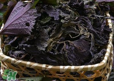 ​紫苏是什么植物？紫苏是发物吗？