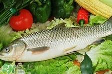 草鱼能生吃吗？草鱼可以直接生吃吗？