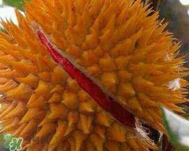 红心榴莲好吃吗？红心榴莲和普通榴莲哪个好吃?