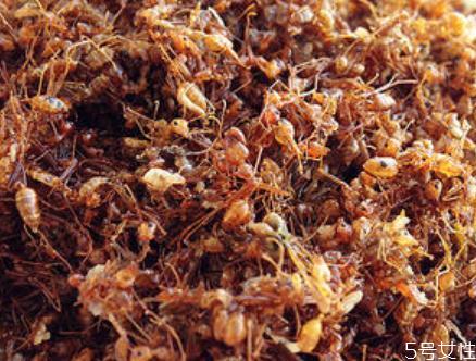 孕妇可以吃酸蚂蚁吗 酸蚂蚁的吃法