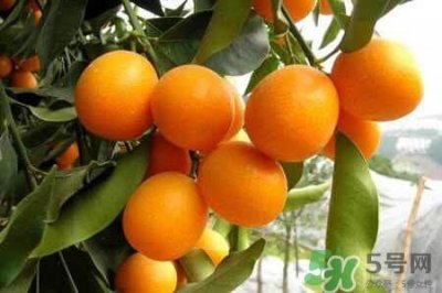 ​吃金桔会胖吗?一个金桔的热量是多少呢