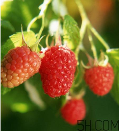 覆盆子有毒吗？孕妇喝覆盆子茶的注意事项