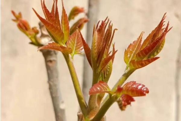 香椿是哪里的特产 香椿是什么