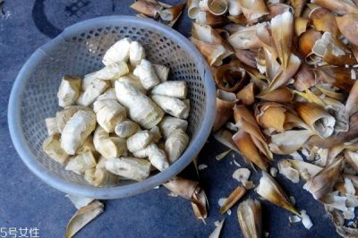 ​冬笋怎么挖 挖笋很简单